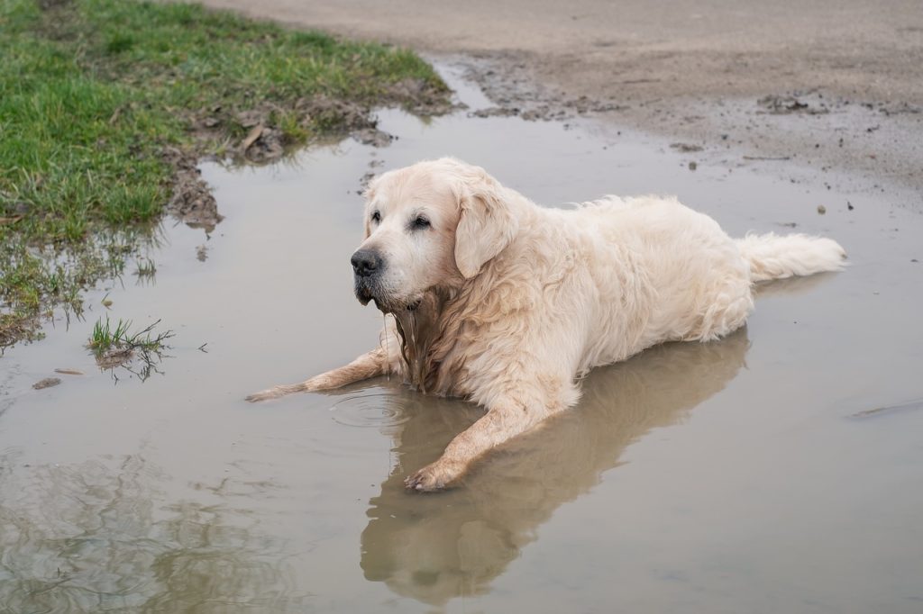 Dog Poop Pickup in Southeast, Michigan